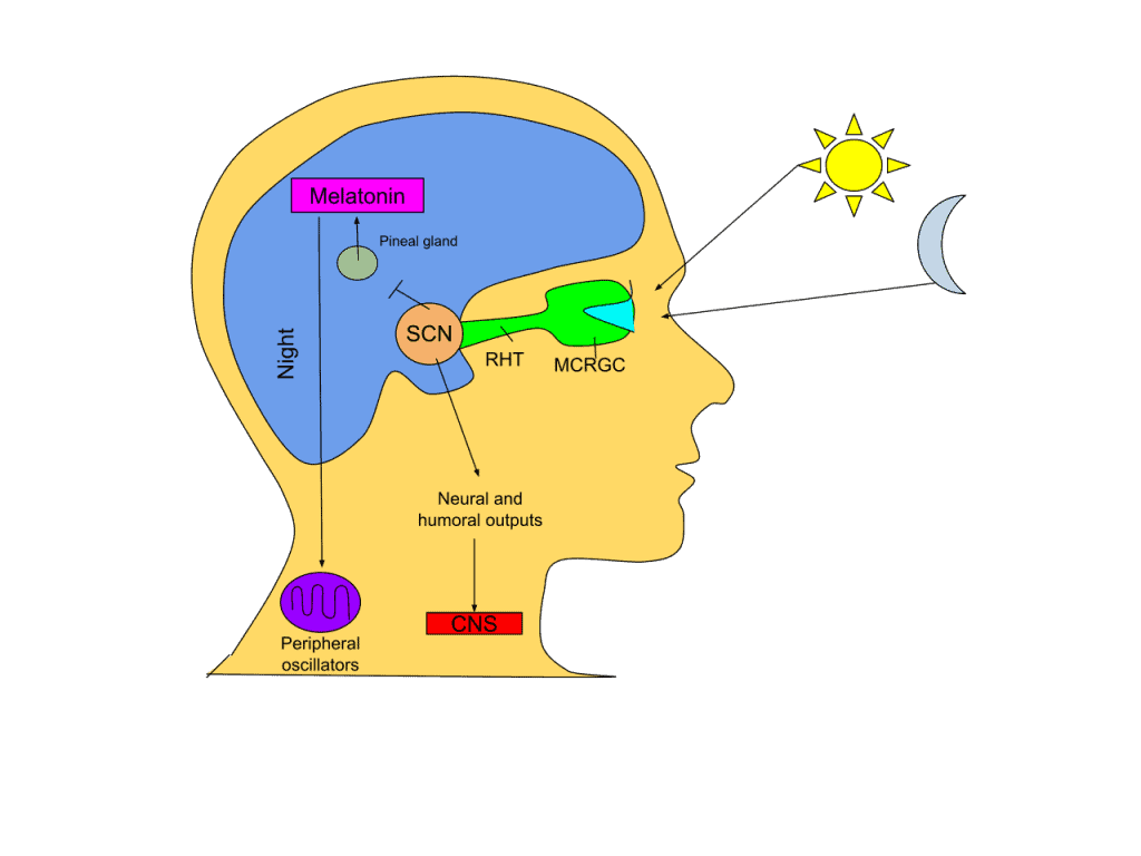 Darkness tells the pineal gland to produce melatonin